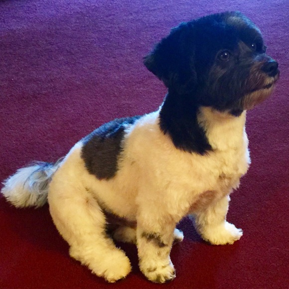 Meet your posher, Denise :) - Picture 1 of 3